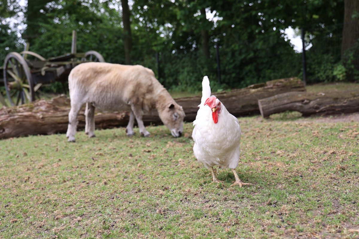 Tuinieren in de moestuin